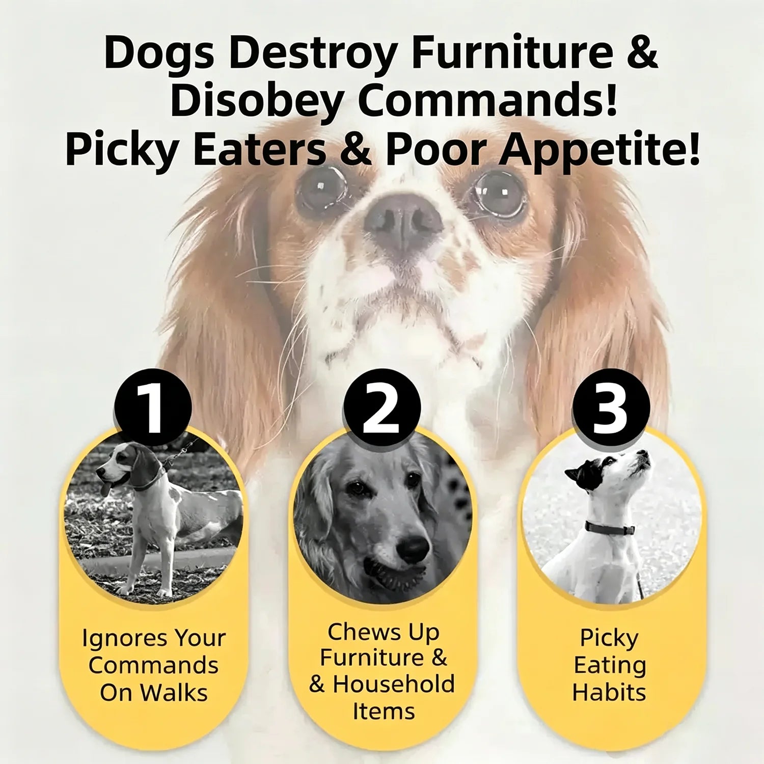 Premium Beef Jerky Treats for Dogs & Cats