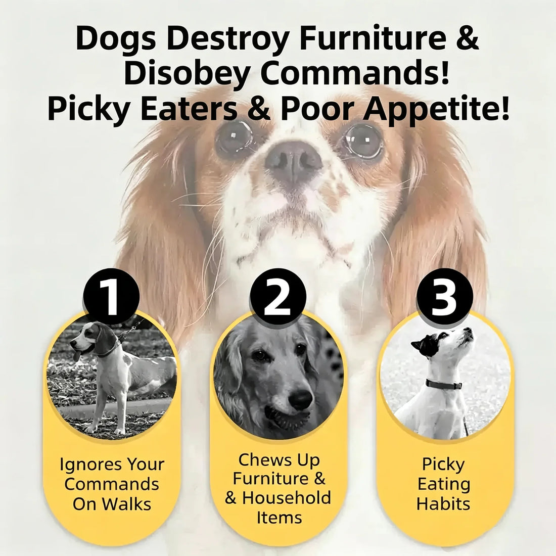 Premium Beef Jerky Treats for Dogs & Cats